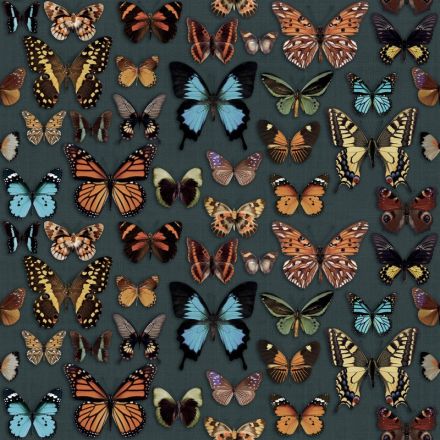abk_papillon_1.jpg